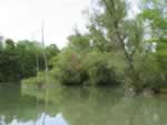 Frher waren die Auwlder entlang des Rheins bis zu 2 km breit